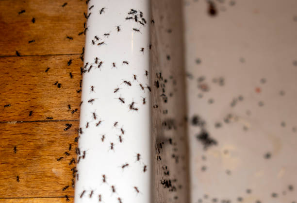 Best Best Pest Control Near Me  in Bellevue, MI