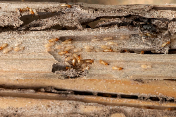 Best Exterminator Services  in Bellevue, MI